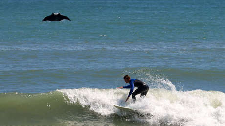 "Quiere toda la atención": Una mantarraya se cuela en la foto de un surfista en Florida (FOTO)