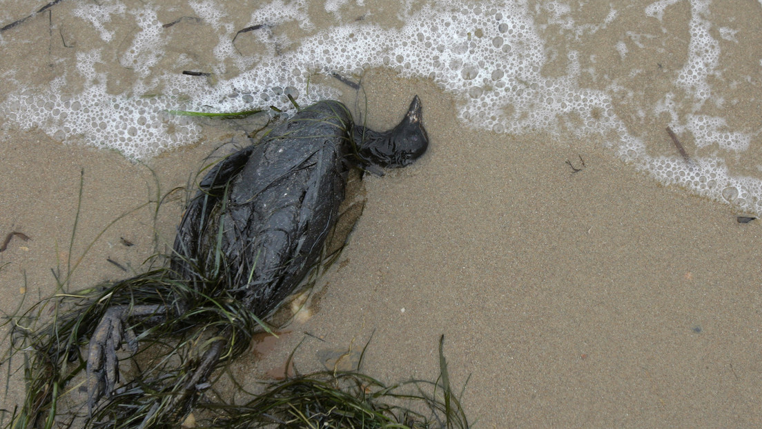 Encuentran la clave para resolver el misterio de la muerte masiva de aves marinas en 2013