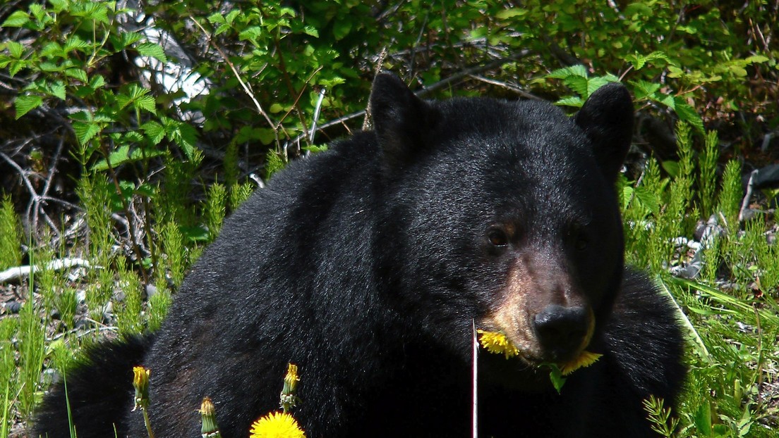 PHOTOS: Two students in the US capture a bear standing in a strange ‘human’ pose