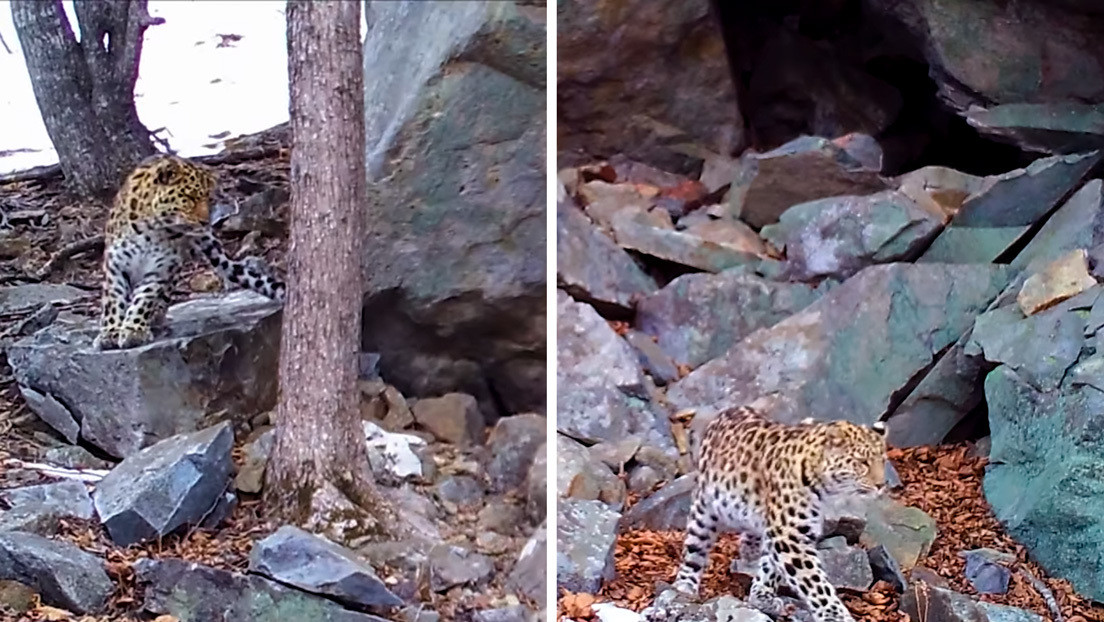 VIDEO: Captan en cámara una cita amorosa de dos leopardos en el Lejano