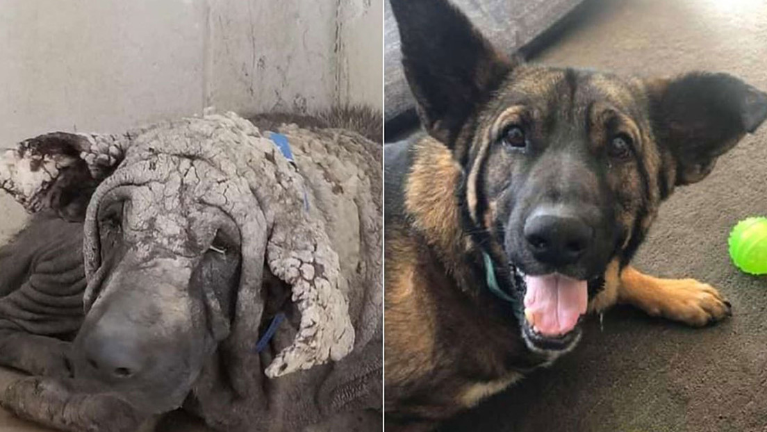 Un perro que perdió su pelo y parecía una piedra vive una transformación increíble gracias a la ayuda de voluntarios