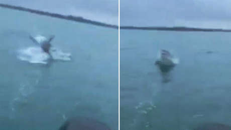 VIDEO: Un pescador logra grabar a un enorme tiburón blanco que salta del agua