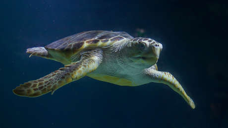 Caretta caretta