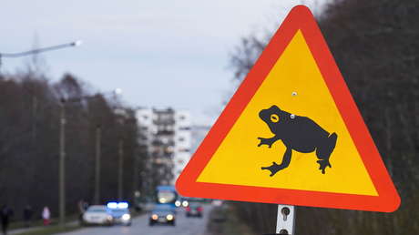 Cierran en la capital de Estonia una carretera para dar libre paso a ranas y sapos hacia sus áreas de cría