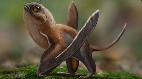 Científicos descubren un peculiar dinosaurio volador con un gran parecido con los 'porgs' de Star Wars