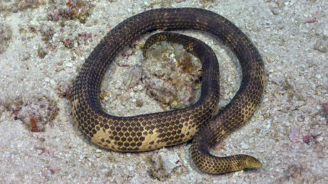 Reaparece en Australia una serpiente marina venenosa dada por extinta hace más de 20 años