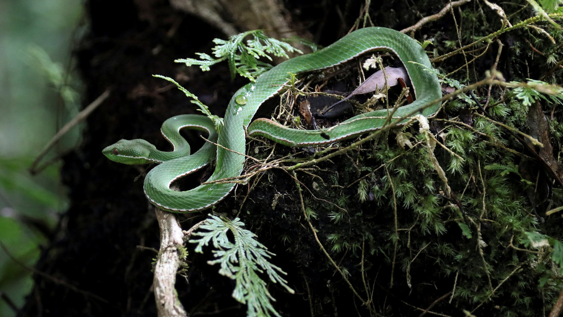 Mereka menemukan bahwa penjajah Eropa di kepulauan Karibia Guadalupe menyebabkan kepunahan massal reptil tersebut