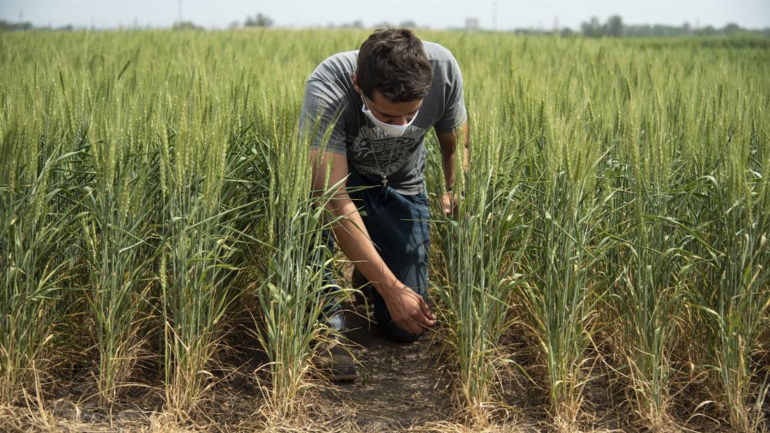 Un especialista en agricultura inspecciona el trigo modificado genéticamente en una plantación de Bioceres, Pergamino, Argentina, 15 de octubre de 2020