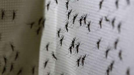 Una empresa respaldada por Bill Gates libera el primer lote de mosquitos 'autodestructivos' modificados genéticamente