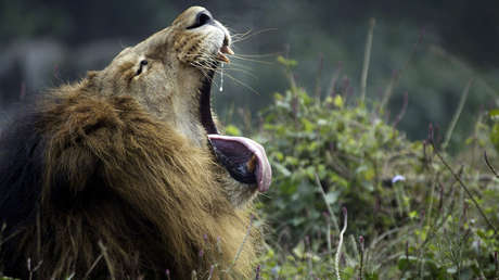 Ocho leones dan positivo para covid-19 en un zoo de la India, en el primer caso del virus en animales salvajes del país