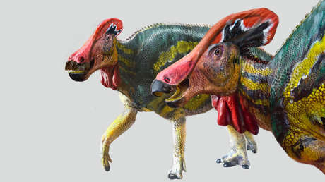 Paleontólogos mexicanos identifican una nueva especie de dinosaurio 