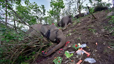 Encuentran muertos a 18 elefantes en la India (y se cree que los mató un rayo)