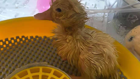 VIDEOS: Una mujer logra hacer nacer un patito de un huevo común de supermercado