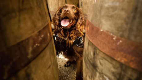 Fabricante de whisky contrata a un cocker spaniel para que "olfatee imperfecciones" en la madera donde añeja la bebida