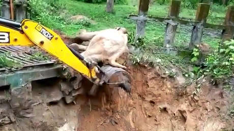VIDEO: Una excavadora salva a un elefante sacándolo de una zanja (y esta es su adorable manera de darle las gracias)