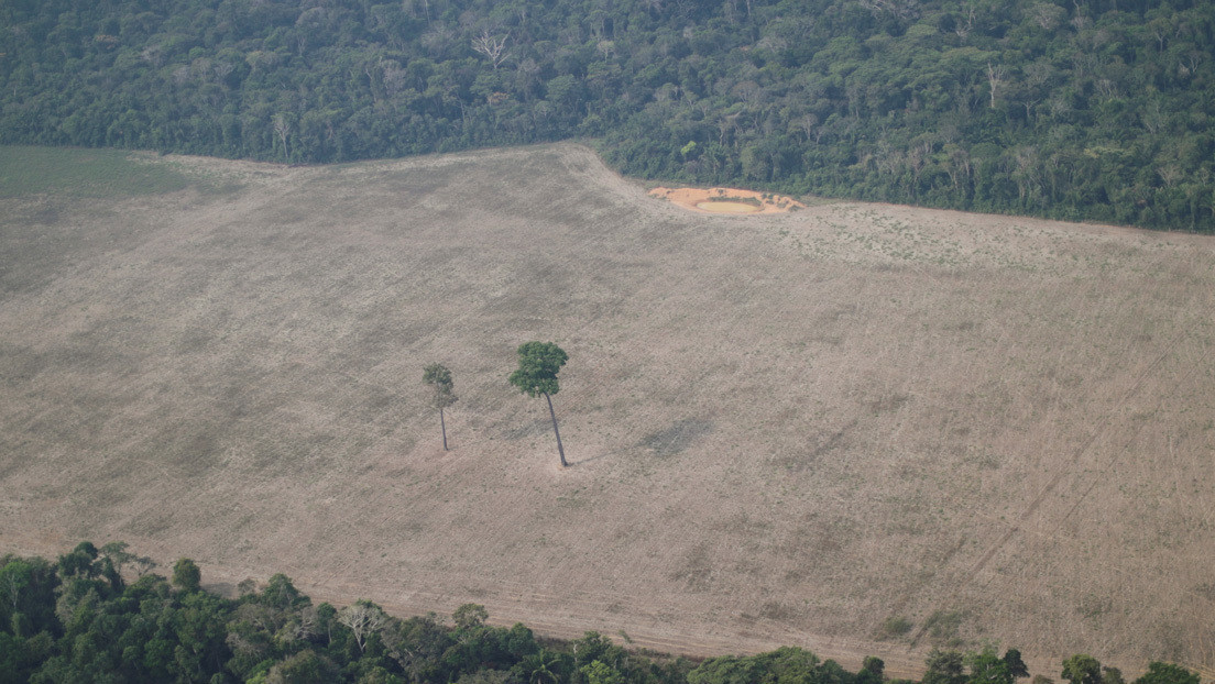Deforestation in the Brazilian Amazon hit a record high in May