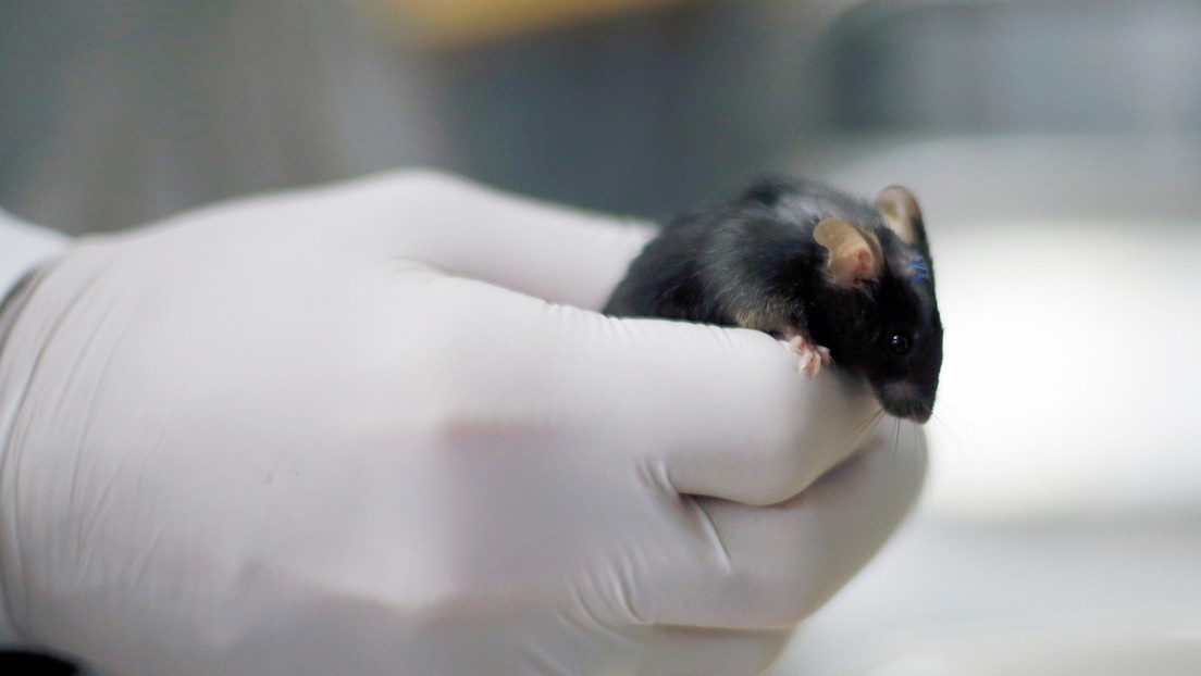 Descubren en ratones unas células cerebrales jamás vistas