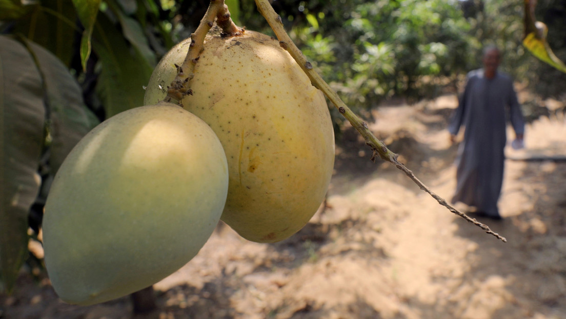 Una pareja siembra por accidente los mangos más costosos del mundo y ahora debe pagar seguridad privada para que no se los roben