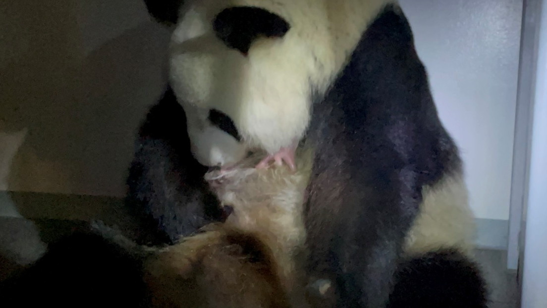Graban el momento en que una panda gigante da a luz a dos crías en un zoo de Tokio (VIDEO)