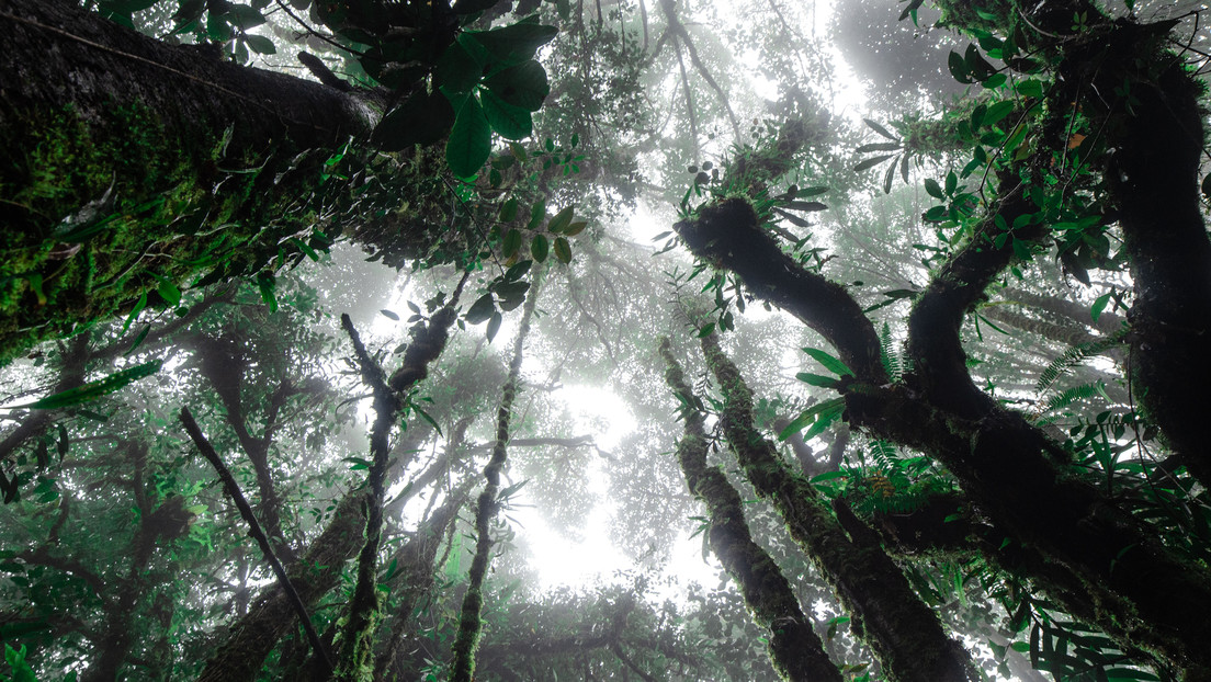 They are making genetically modified ‘super trees’ that will absorb large amounts of carbon dioxide that causes the greenhouse effect.