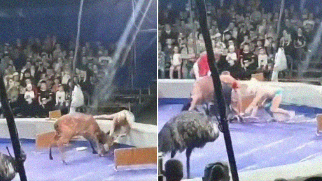 VIDEO: El ataque de un ciervo a una domadora durante un espectáculo en Rusia reaviva la polémica respecto al uso de animales en los circos