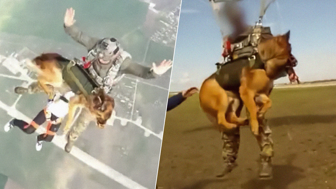 VIDEO: Rusia prueba un nuevo paracaídas adaptado para perros de rescate