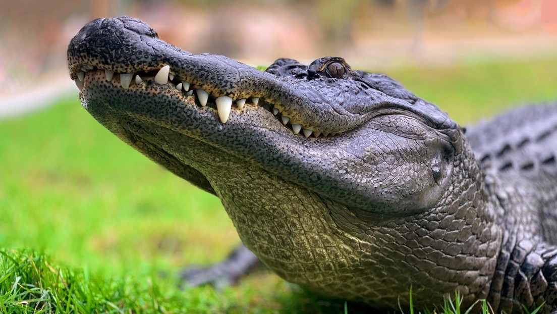 Solo en Australia: un valiente mero 'pisa los talones' a un cocodrilo