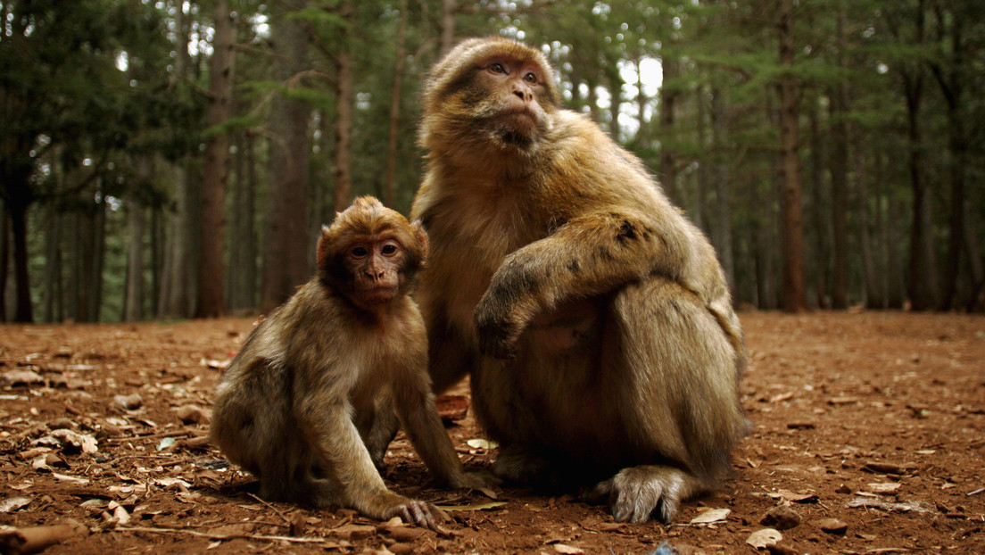 China confirma el primer caso de muerte de una persona a causa de un virus que transmiten los monos
