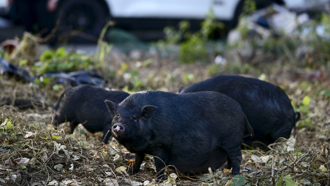 One study estimates that all wild boars in the world produce the same amount of CO2 as 1.1 million cars a year
