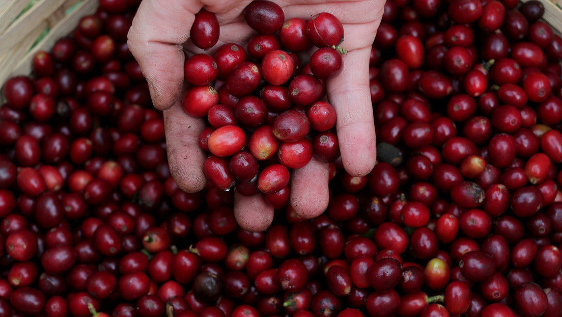 Inusuales heladas golpean el corazón cafetero de Brasil y dañan los cultivos