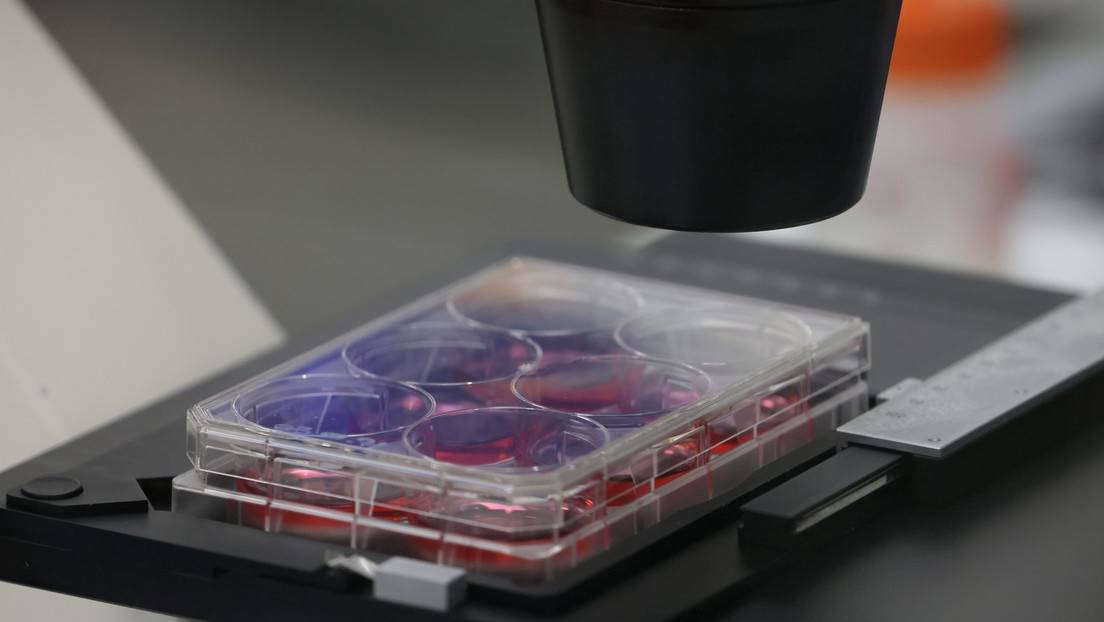 Las muestras fotografiadas en un laboratorio