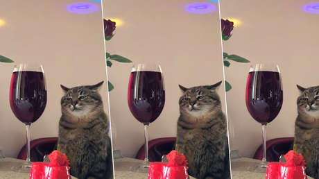 VIDEO: El gato sensación de TikTok que nos recuerda esas fiestas aburridas a las que todos hemos ido