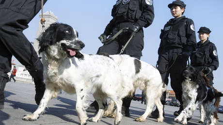 Ponen en subasta perros "tímidos" y que "no muerden" que reprobaron la prueba para ser canes policías