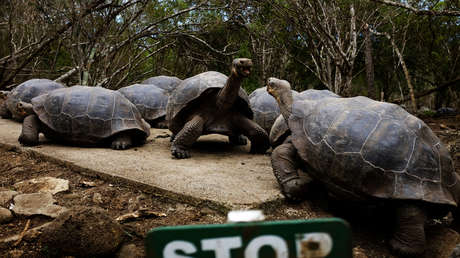 Un estudio revela resistencia a antibióticos en tortugas gigantes de las islas Galápagos