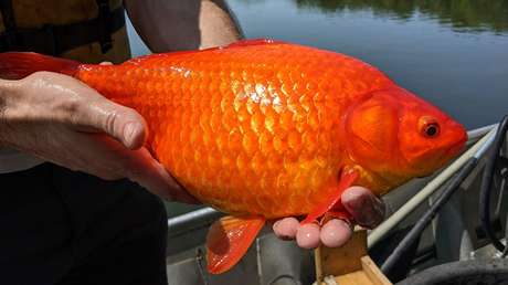 Peces dorados liberados en embalses de EE.UU. crecen hasta alcanzar el tamaño de pelotas de rugby y provocan alteraciones de los ecosistemas locales