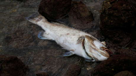 Unas 600 toneladas de peces muertos llegan a las costas de Florida debido a una marea roja tóxica