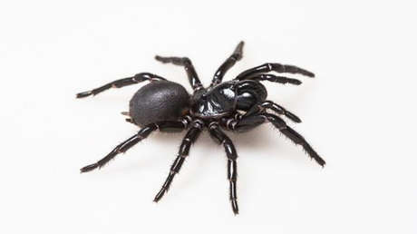 Científicos descubren que el veneno de una mortífera araña podría 'reparar' los corazones de víctimas de ataques cardíacos
