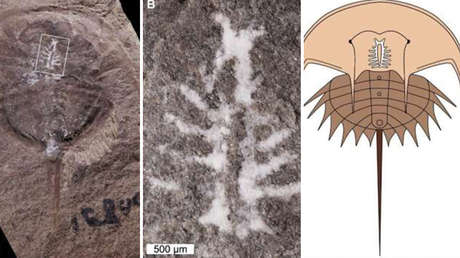 Descubren un extraordinario fósil con el "cerebro intacto" de un crustáceo que habitó la Tierra hace 310 millones de años