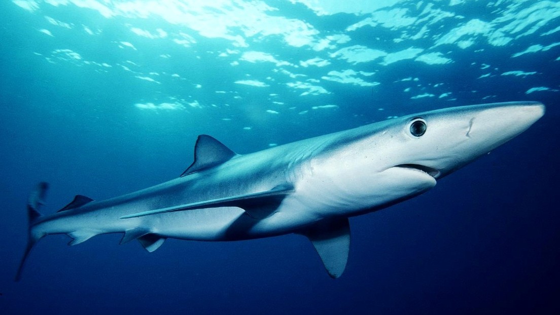 Un enorme squalo appare sulla riva del Mediterraneo spagnolo prima di rimanere stordito da centinaia di nuotatori (VIDEO)