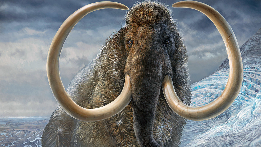 Mammoth tusks allow us to conclude that the animal “flew around the world almost twice” in its lifetime