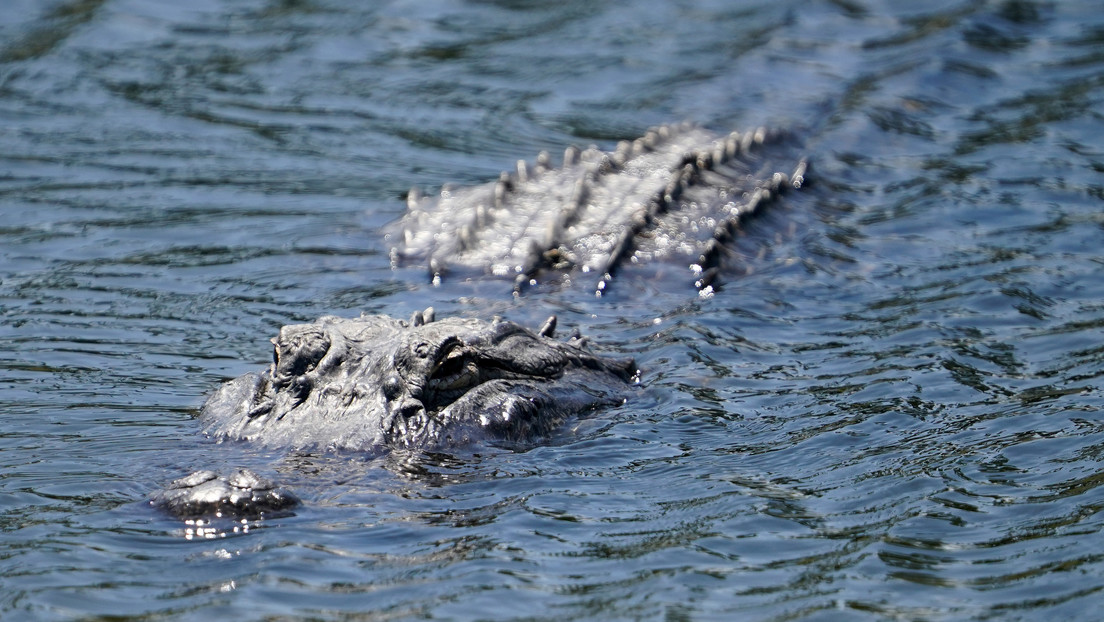 VIDEO: Un enorme caimán aterroriza a un grupo de pescadores al emerger a escasos metros