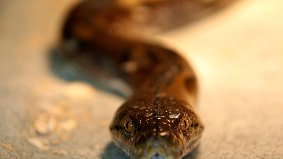 Una serpiente de tres metros es sorprendida en el estante de especias de un supermercado en Australia (VIDEO)