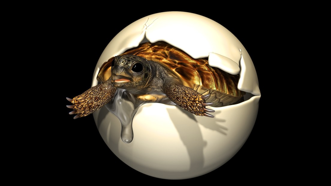 FOTOS: Este raro huevo de hace 90 millones de años fue puesto por una tortuga del tamaño de un ser humano, según nuevo estudio