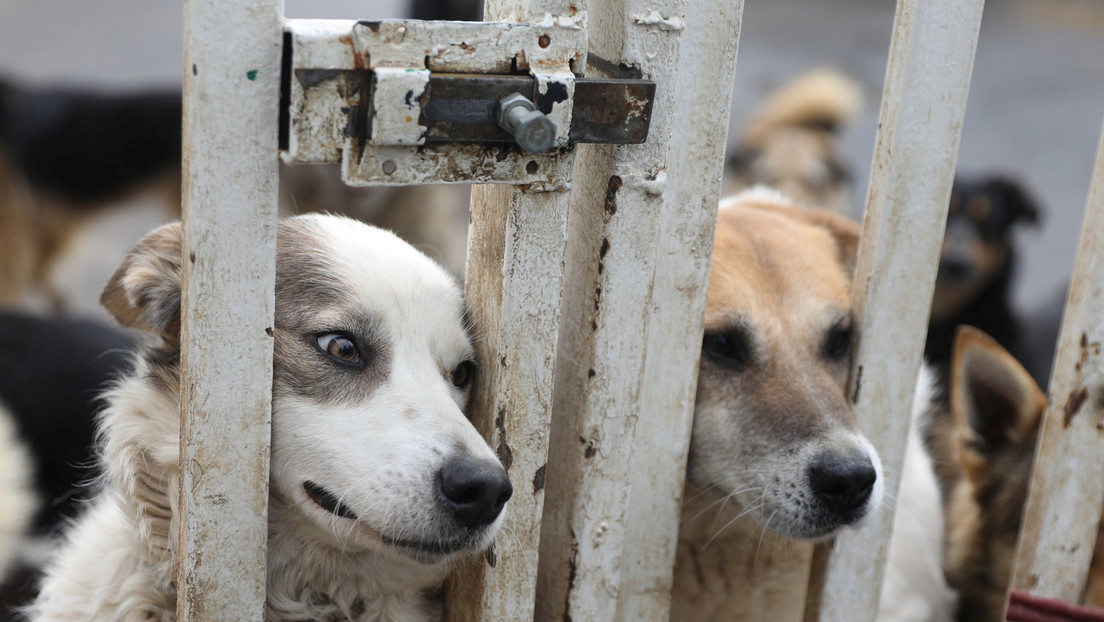 Matan a tiros a los perros de un refugio de rescate en Australia debido a  las restricciones de covid-19 - RT