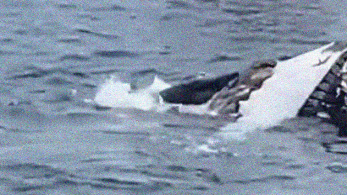 VIDEO: Dos tiburones blancos se comen una ballena jorobada muerta en mar abierto frente a un grupo de turistas
