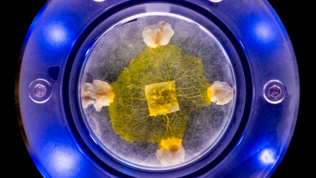 Espécimen de "blob" (Physarum polycephalum).