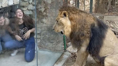 VIDEO: Instalan una caja de plexiglás para visitantes en la jaula de un león en un zoo y causan indignación por "torturarlo con fines de lucro"