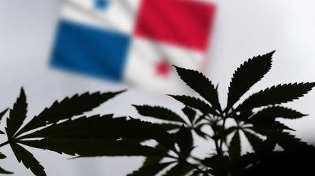 Panamá aprueba el uso medicinal del cannabis (y cómo está la legislación en otros países de América Latina)