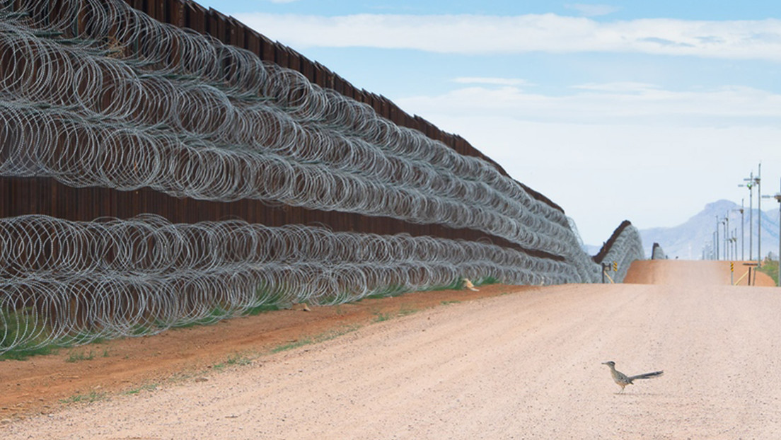 El autor que captó a un correcaminos 