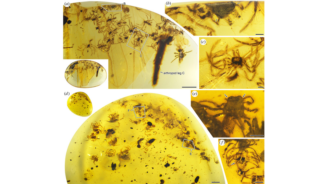 Hallan en ámbar una familia de antiguas arañas con huevos en sus espaldas sin eclosionar junto con otras crías